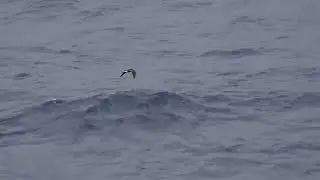 Townsend's Storm-petrel (white-rumped) - 2024.03.29 - El Salvador