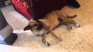 Dog&scat