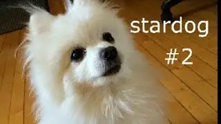 Gabe the dog - starman
