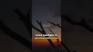 A World Without Sun: A Glimpse into Darkness! #foryou #hypothetical #science #sun #life #lifewithsun