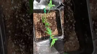 Stress training on clones