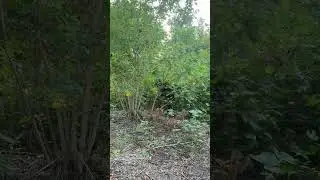 M81 Woodland camo testing