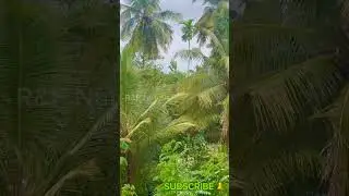 Beautiful Nature 72 | Razan 202 | R&F Nature