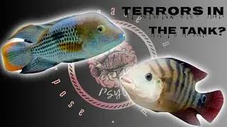 Care Guide for the Red and Green Terror CICHLIDS