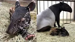 IT'S A WATERMELON ON LEGS! Meet the Calgary Zoo's NEW Baby Tapir!
