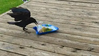Crow Sees A Whole Bag of Peanuts 