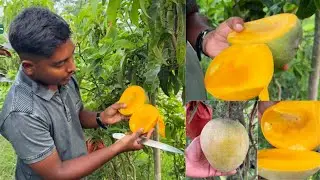 Australian R2E2 Mango Full Review | Live Cutting On Camera | Honest Review | Basundhara Nursery |