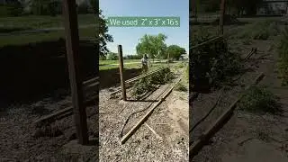How to build a sturdy trellis to support blackberries🖤🫐✨ #blackberries #gardening #plants