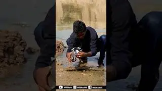 Red Wattled Lapwing |Traped| Easy Bird Trap