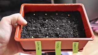 When to plant sweet pepper seedlings? We'll look at the best time by region.