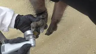 Hoof Boss Technique for Trimming Pigs