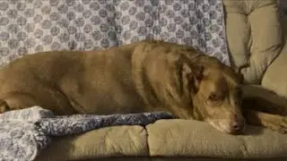 DOGS- Brownie & Marley… Will you be our friend? 🐾🐾🐾