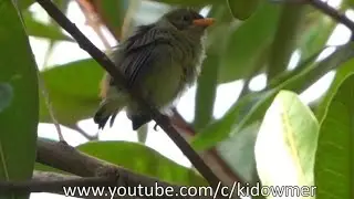 Bird Call: Juvenile SCARLET-BACKED FLOWERPECKER