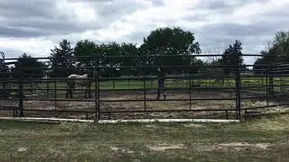 Day 13- Training Judah for Extreme Mustang Makeover 2021. Longe on a line/Leading/Touching