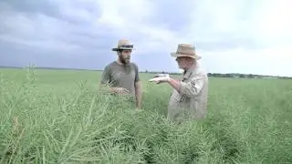 Farma Chmel Vojtěch Švarc - řepka - kombinace trpaslíku a vzrůstné