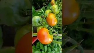 Tomatos and Pumpkin Flowers #vegetablegarden