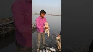 These people use nets to catch big fish. #trendingshorts #machhali #fishandfishing7
