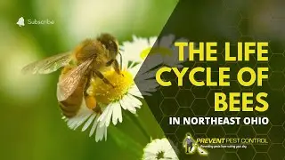 Life Cycle of Common Bees in Ohio
