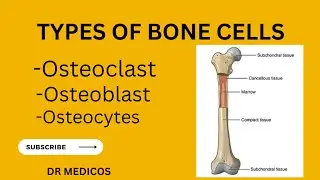 Types of bone cells