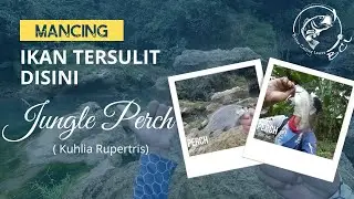 Sangat Sulit MANCING Ikan Jungle Perch #252 #bclfishing