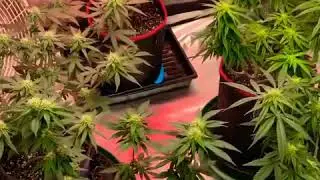 DAY# 33 FLOWER
