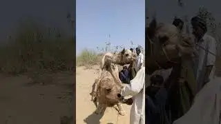 Camel's mating #shortvideo #shortsfeed #shorts #viralvideo #views_viral #camel