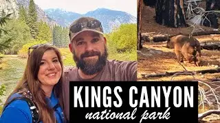 ONE DAY in Kings Canyon National Park (we saw a bear!) 🐻💕⛰️