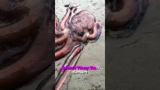 Joe Rogan eating live Octopus