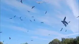 Le Bal des Oiseaux Fantômes - Puy du Fou (juin 2017)