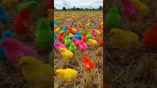 Les poussins color&eacute;s