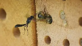 Wahrscheinlich Grabwespen am Insektenhotel.