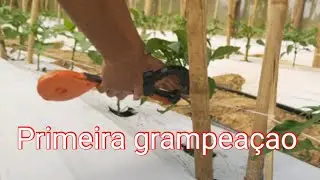 PRIMEIRA GRAMPEAÇÃO NO PIMENTÃO, 30 DIAS APÓS O PLANTIO (COMO FAZER ESTUFA )
