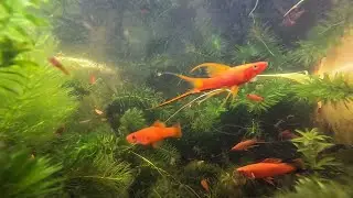 Summer Tubbing Fancy Livebearers