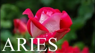 ARIES WEEKLY LOVE TAROT READING FOR JANUARY 11 2021&rdquo;STAY CALM WHEN THEY RETURN &ldquo;🌹😅❤️❌🤦🏽&zwj;♀️‼️😊😅❤️💜