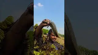 Awesome Traditional Fishing Festival Of Village | Amazing Asian Cast Polo Fishing | 50 Kg Monster