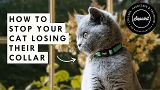Cat Keeps Losing Collar? The Secret Tricks to Keep It On!