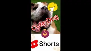 😂 😂. Cute Dog Videos 2022 #1