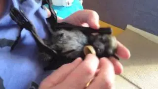 Freaking cute bat pup Trinity.