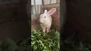 Pet Tales: Heartwarming Stories of Love, Loyalty, and Laughter #rabbit #bunny #pets #petlover #asmr