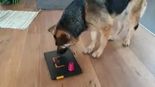 Hondenpuzzel: Trixie - Dog Activity