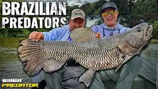 Döme Gábor – THE PREDATOR OF THE JUNGLE – Wolf Fish Fishing in the Amazon River System