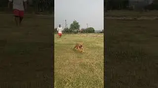 #shortvideo #pets #petsrule #laserlight #doglover #doggielife #lightdisplay #doglife #petsempire