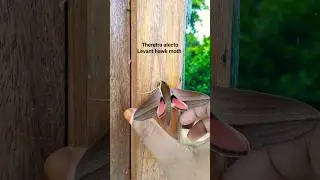 Watch this,I Spread the Wings of This Giant Moth #insects #shorts