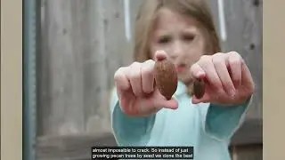 Pecans: The Great American Nut