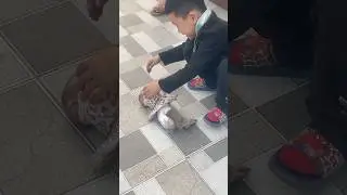 mischievous baby monkey playing with his brother #cute #funny #monkey #naughty #socute #trending