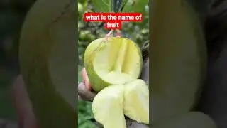 what is the name of fruit  // fruits  //  fruit tv 2.0 shorts