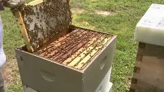 Equalizing colonies in late summer