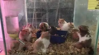 Why Syrian Hamsters Live Together in Pet Stores but Not at Your Home?