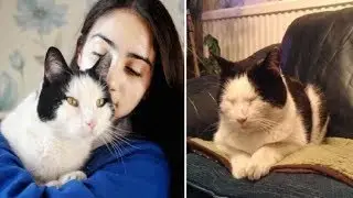 How This Smart Cat Rescues Himself Will Leave You Speechless!