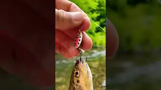 KIRMIZI BENEKLİ ALABALIK trout fishing balık g&uuml;nl&uuml;kleri  nature trout yaylada derede alabalık avı